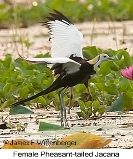 Pheasant-tailed Jacana - © James F Wittenberger and Exotic Birding LLC