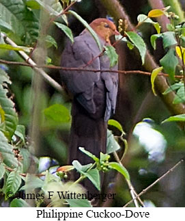 Philippine Cuckoo-Dove - © James F Wittenberger and Exotic Birding LLC