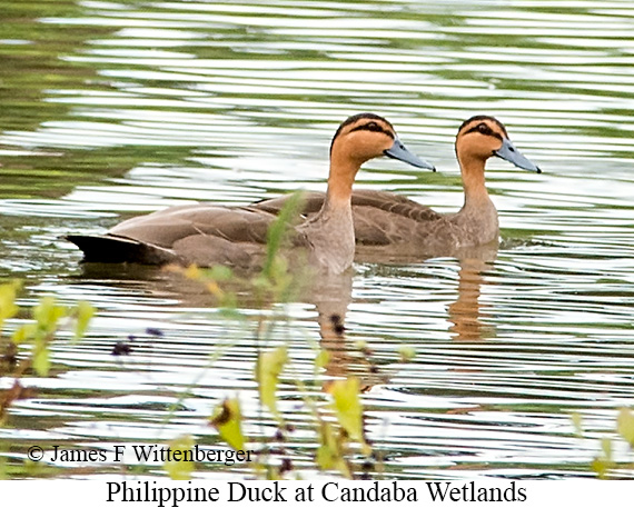 Philippine Duck - © James F Wittenberger and Exotic Birding LLC