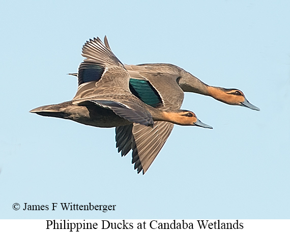 Philippine Duck - © James F Wittenberger and Exotic Birding LLC