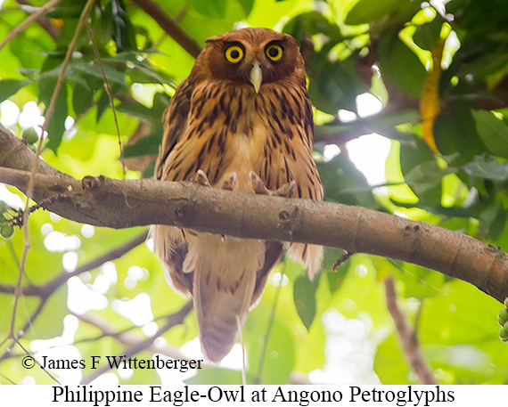 Philippine Eagle-Owl - © James F Wittenberger and Exotic Birding LLC