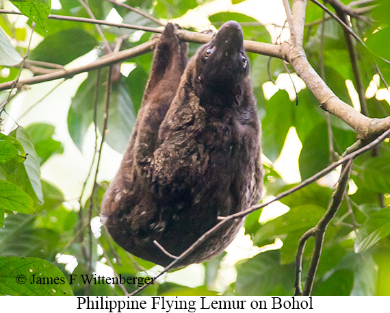 Philippine Flying Lemur - © James F Wittenberger and Exotic Birding LLC