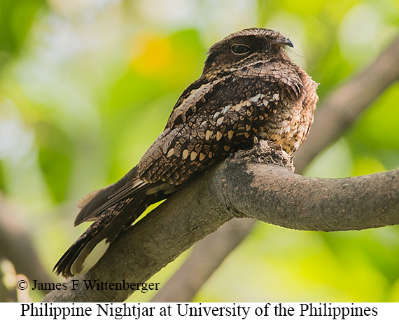 Philippine Nightjar - © James F Wittenberger and Exotic Birding LLC