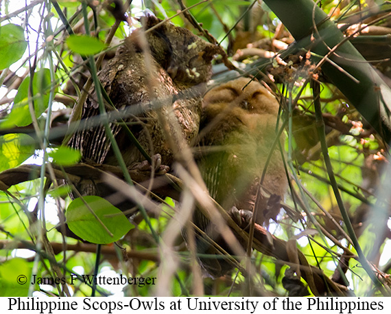 Philippine Scops-Owl - © James F Wittenberger and Exotic Birding LLC