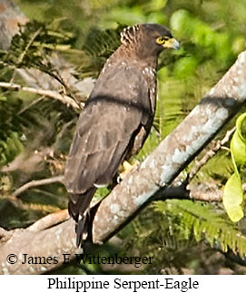 Philippine Serpent-Eagle - © James F Wittenberger and Exotic Birding LLC
