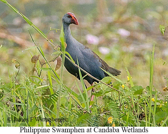 Philippine Swamphen - © James F Wittenberger and Exotic Birding LLC