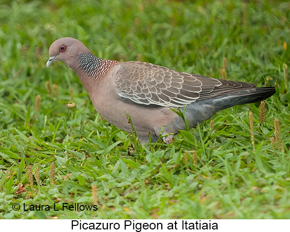 Picazuro Pigeon - © Laura L Fellows and Exotic Birding LLC