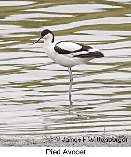 Pied Avocet - © James F Wittenberger and Exotic Birding LLC