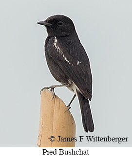 Pied Bushchat - © James F Wittenberger and Exotic Birding LLC
