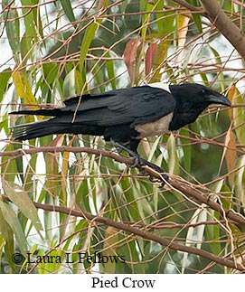 Pied Crow - © Laura L Fellows and Exotic Birding LLC