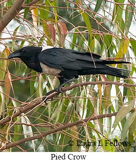 Pied Crow - © Laura L Fellows and Exotic Birding LLC