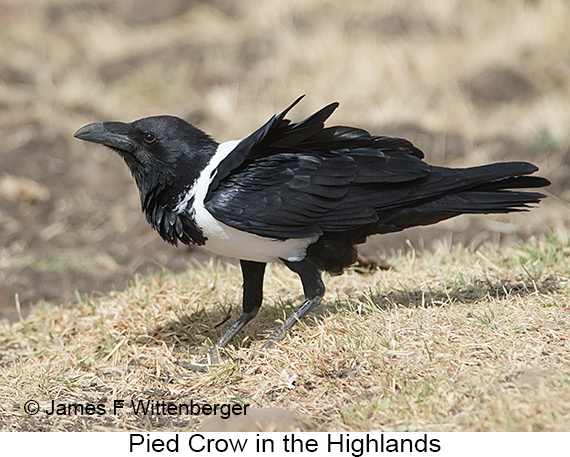 Pied Crow - © James F Wittenberger and Exotic Birding LLC