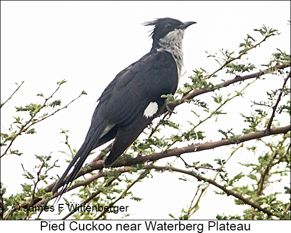 Pied Cuckoo - © James F Wittenberger and Exotic Birding LLC