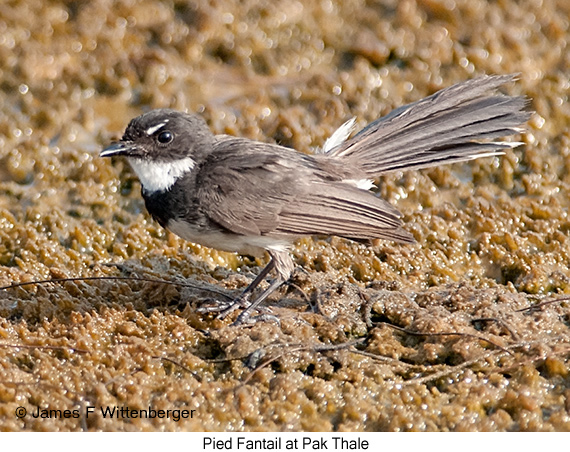 Pied Fantail - © James F Wittenberger and Exotic Birding LLC