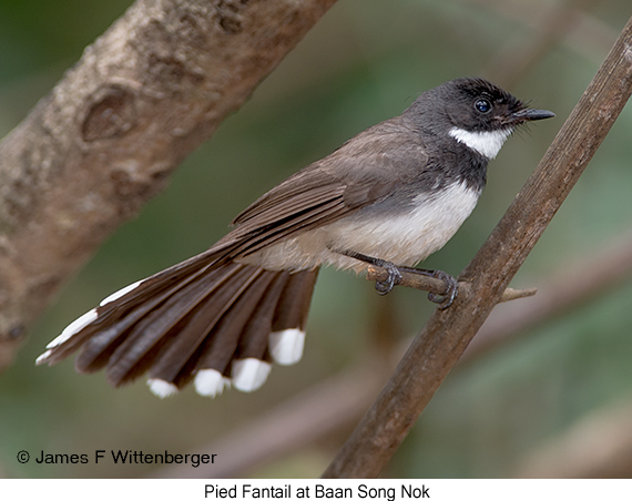 Pied Fantail - © James F Wittenberger and Exotic Birding LLC