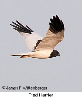 Pied Harrier - © James F Wittenberger and Exotic Birding LLC