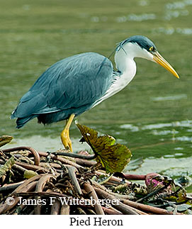 Pied Heron - © James F Wittenberger and Exotic Birding LLC