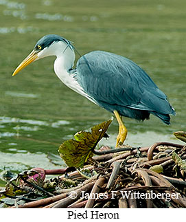 Pied Heron - © James F Wittenberger and Exotic Birding LLC