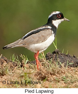 Pied Lapwing - © Laura L Fellows and Exotic Birding LLC