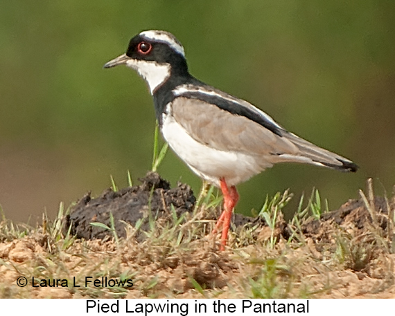 Pied Lapwing - © Laura L Fellows and Exotic Birding LLC