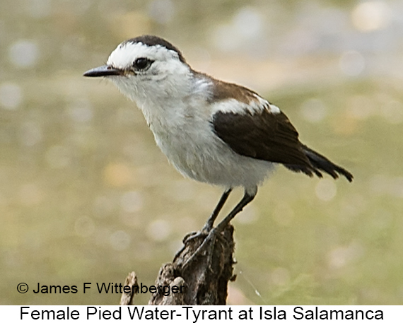 Pied Water-Tyrant - © James F Wittenberger and Exotic Birding LLC