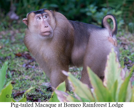Pig-tailed Macaque - © James F Wittenberger and Exotic Birding LLC