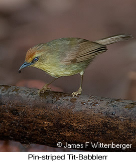 Pin-striped Tit-Babbler - © James F Wittenberger and Exotic Birding LLC