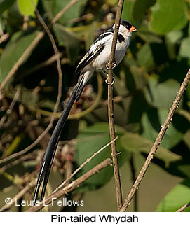 Pin-tailed Whydah - © Laura L Fellows and Exotic Birding LLC