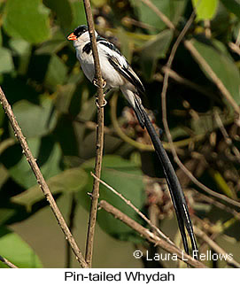 Pin-tailed Whydah - © Laura L Fellows and Exotic Birding LLC