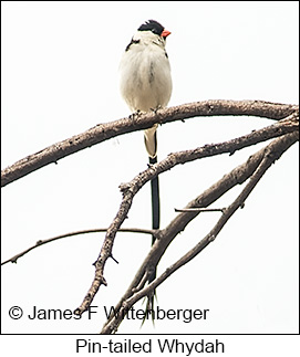 Pin-tailed Whydah - © James F Wittenberger and Exotic Birding LLC