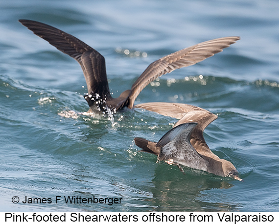 Pink-footed Shearwater - © James F Wittenberger and Exotic Birding LLC