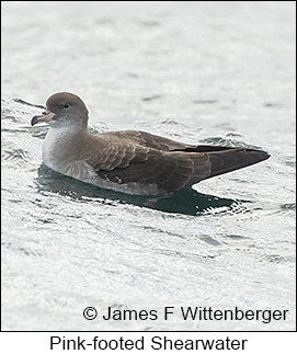 Pink-footed Shearwater - © James F Wittenberger and Exotic Birding LLC