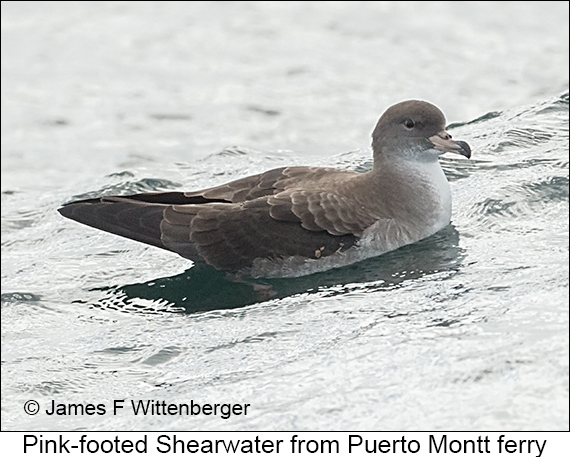 Pink-footed Shearwater - © James F Wittenberger and Exotic Birding LLC