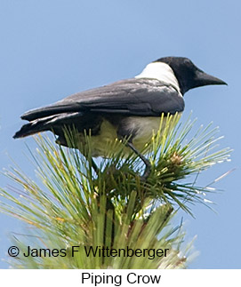 Piping Crow - © James F Wittenberger and Exotic Birding LLC