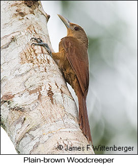 Plain-brown Woodcreeper - © James F Wittenberger and Exotic Birding LLC