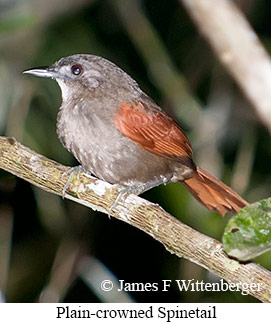 Plain-crowned Spinetail - © James F Wittenberger and Exotic Birding LLC