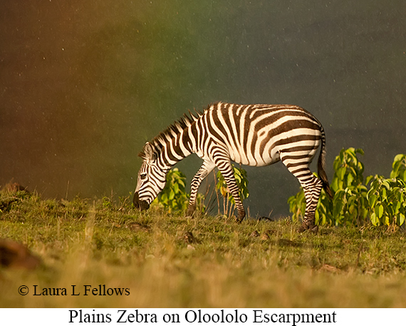 Plains Zebra - © Laura L Fellows and Exotic Birding LLC