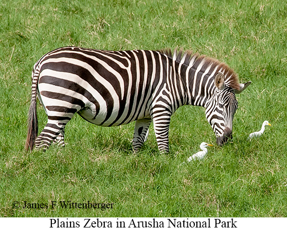 Plains Zebra - © James F Wittenberger and Exotic Birding LLC