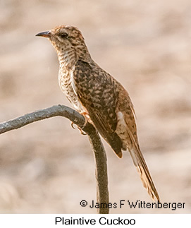 Plaintive Cuckoo - © James F Wittenberger and Exotic Birding LLC