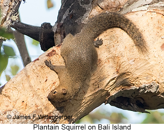 Plantain Squirrel - © James F Wittenberger and Exotic Birding LLC