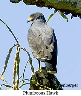 Plumbeous Hawk - © James F Wittenberger and Exotic Birding LLC