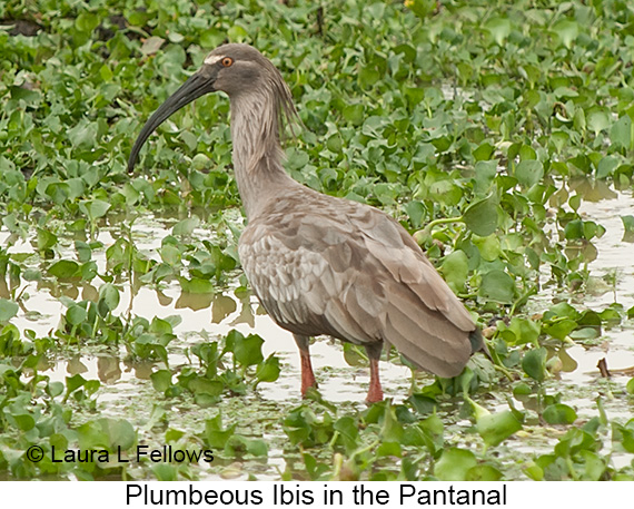 Plumbeous Ibis - © Laura L Fellows and Exotic Birding LLC