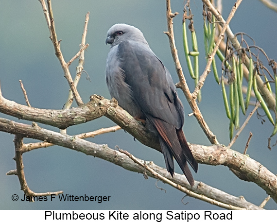 Plumbeous Kite - © James F Wittenberger and Exotic Birding LLC