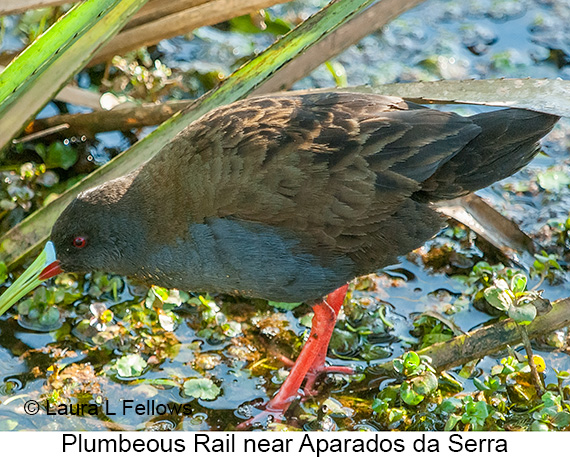 Plumbeous Rail - © James F Wittenberger and Exotic Birding LLC