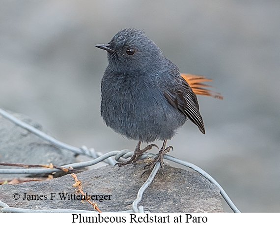 Plumbeous Redstart - © James F Wittenberger and Exotic Birding LLC