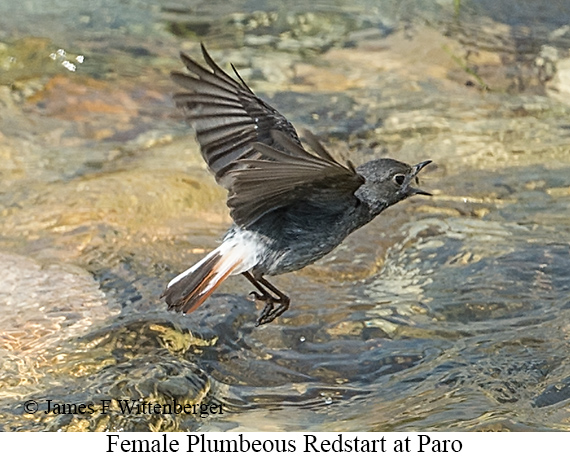 Female Plumbeous Redstart - © James F Wittenberger and Exotic Birding LLC