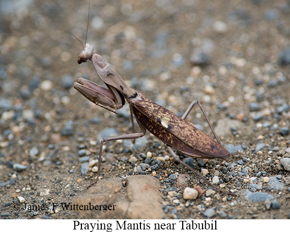 Praying Mantis - © James F Wittenberger and Exotic Birding LLC