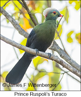 Prince Ruspoli's Turaco - © James F Wittenberger and Exotic Birding LLC