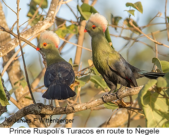 Prince Ruspoli's Turaco - © James F Wittenberger and Exotic Birding LLC
