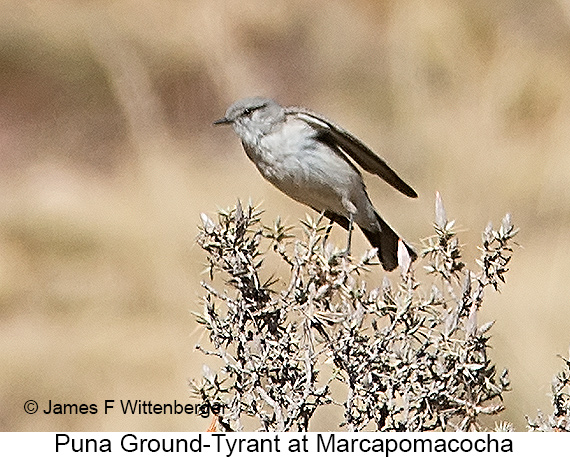 Puna Ground-Tyrant - © James F Wittenberger and Exotic Birding LLC